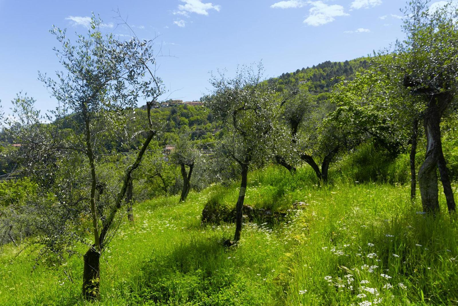 斯培西亚Gli Ulivi Sul Golfo E Le 5 Terre公寓 外观 照片