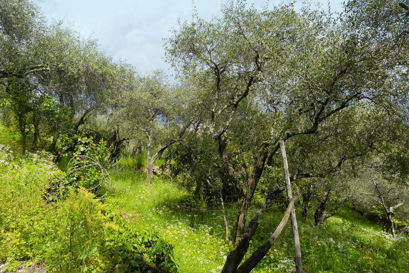斯培西亚Gli Ulivi Sul Golfo E Le 5 Terre公寓 外观 照片