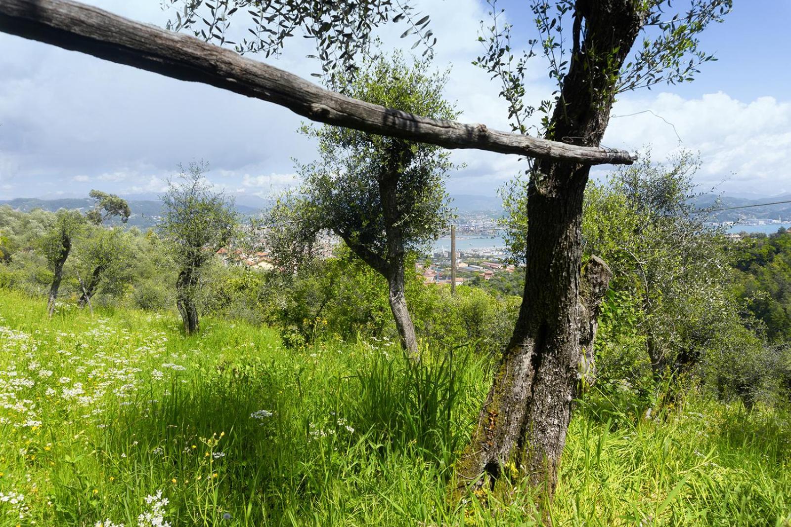 斯培西亚Gli Ulivi Sul Golfo E Le 5 Terre公寓 外观 照片
